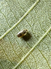 Caryomyia caryaecola