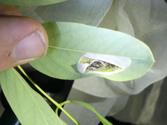 Macrosaccus robiniella