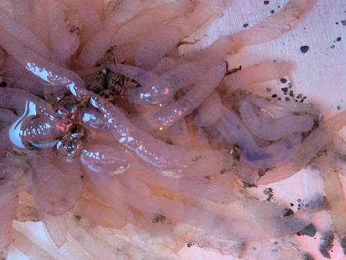 Longfin Inshore Squid