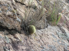 Mammillaria densispina