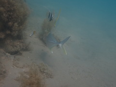 Heniochus diphreutes