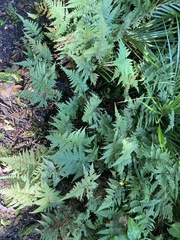 Parapolystichum microsorum