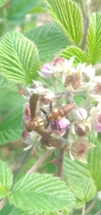 Polistes versicolor