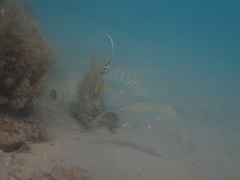 Heniochus diphreutes