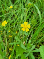 Potentilla recta