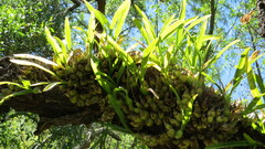 Prosthechea micropus