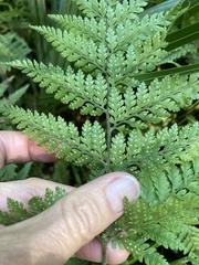 Parapolystichum microsorum