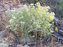 Ageratina herbacea