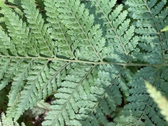 Parapolystichum microsorum