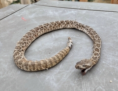 Crotalus scutulatus
