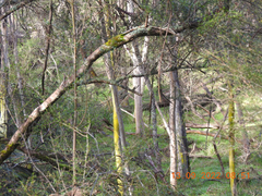 Chrysothrix candelaris