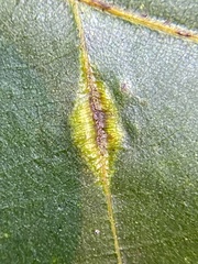 Phylloxera caryaevenae