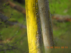 Chrysothrix candelaris