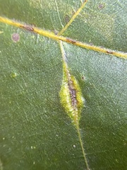 Phylloxera caryaevenae