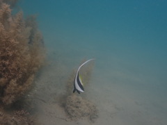 Heniochus diphreutes