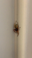 Trachelas tranquillus