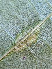 Phylloxera caryaevenae