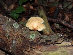 Neolentinus lepideus