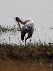 Mycteria ibis