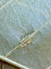 Phylloxera caryaevenae