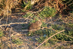 Galea leucoblephara