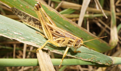American bird grasshopper