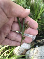 Carex viridula