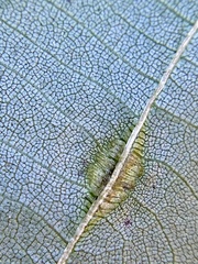 Phylloxera caryaevenae