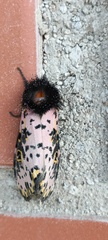 Xanthopastis moctezuma