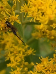 Pimpla pedalis