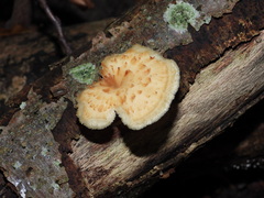 Neolentinus lepideus