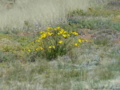 Osteospermum microcarpum
