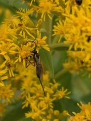 Pimpla pedalis