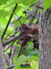 Sciurus vulgaris