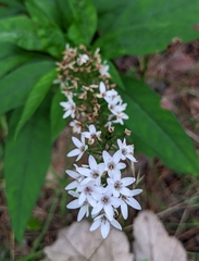 Lysimachia clethroides
