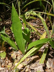 Anthurium paraguayense