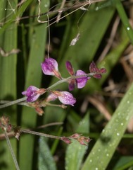 Lespedeza repens