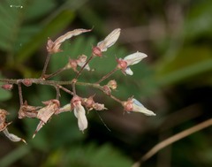 Desmodium viridiflorum