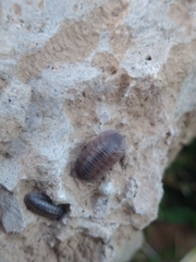 Porcellio dilatatus
