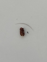 Bostrichoidea