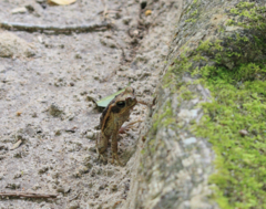 Rhinella