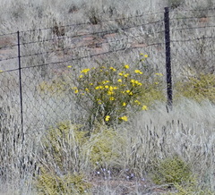 Osteospermum microcarpum