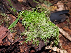 Eurhynchium striatum