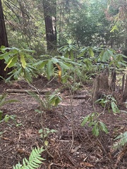 Rhododendron macrophyllum