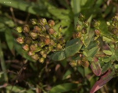 Hypericum punctatum