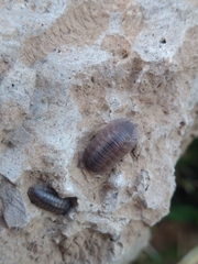 Porcellio dilatatus