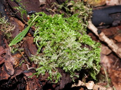 Eurhynchium striatum