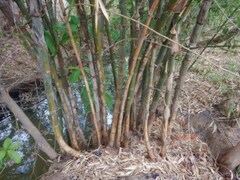 Bambusa arnhemica
