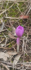 Colchicum lusitanum
