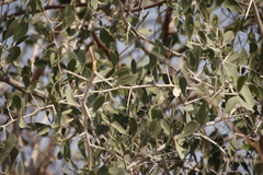 Gymnosporia senegalensis image
